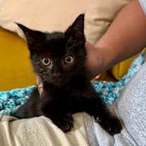 Thumbnail photo of Cece Cuddles #3