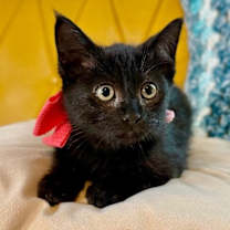 Thumbnail photo of Cece Cuddles #4