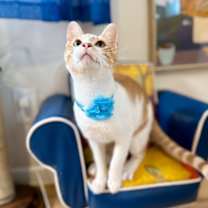 Thumbnail photo of Simon Sunshine #1