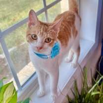 Thumbnail photo of Simon Sunshine #2