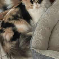 Thumbnail photo of Khaleesi #1