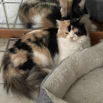 Thumbnail photo of Khaleesi #2