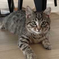 Thumbnail photo of Kiwi #1