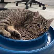 Thumbnail photo of Kiwi #3