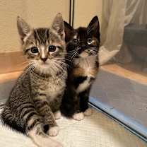 Thumbnail photo of Hoisin  #4