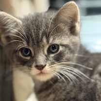 Thumbnail photo of Spock 2 #1