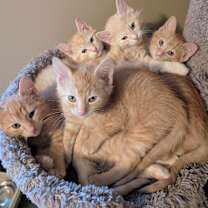 Thumbnail photo of Armageddon #2