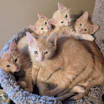 Thumbnail photo of Apocalypse  #2