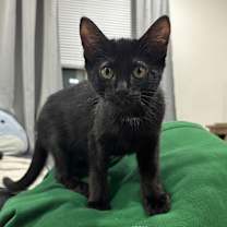 Thumbnail photo of Salem #1