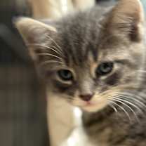 Thumbnail photo of Spock 2 #3