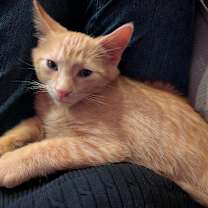 Thumbnail photo of Armageddon #4