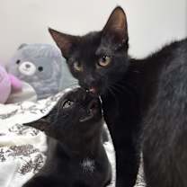 Thumbnail photo of Salem #3