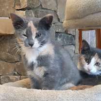 Thumbnail photo of Hush, Brush, Shush #2