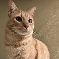 Thumbnail photo of Cheddar Biscuit #3