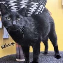 Thumbnail photo of Wesley #chatty-Velcro-cat #1