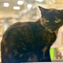 Thumbnail photo of Joy #1