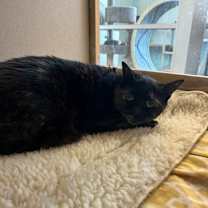 Thumbnail photo of Joy #2