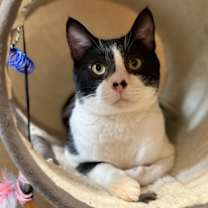 Thumbnail photo of Giblet #1