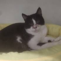 Thumbnail photo of Giblet #2