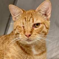 Thumbnail photo of Fennel #2