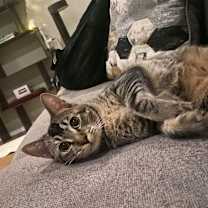 Thumbnail photo of Chicken #2