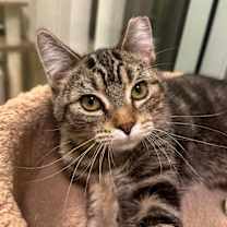 Thumbnail photo of Scott Hamilton #1