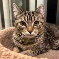 Thumbnail photo of Scott Hamilton #2