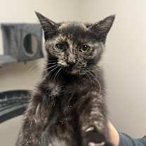 Thumbnail photo of Judy Hopps #1