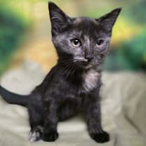 Thumbnail photo of Judy Hopps #2