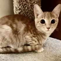 Thumbnail photo of Ginger #2