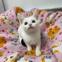 Thumbnail photo of Feta #1