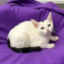 Thumbnail photo of Feta #2