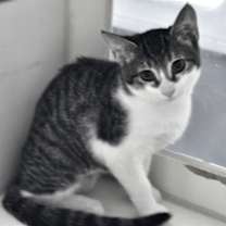 Thumbnail photo of Moxie #1