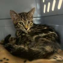 Thumbnail photo of Dipper #1