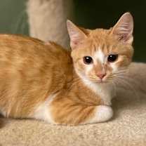 Thumbnail photo of Scotty #3