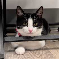 Thumbnail photo of Lennon (C000-688) - City of Industry Location #1