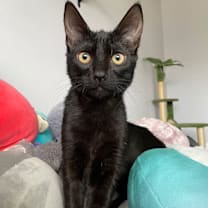 Thumbnail photo of Luna #2