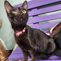 Thumbnail photo of Pinky #2