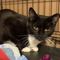 Thumbnail photo of Fiesta #2