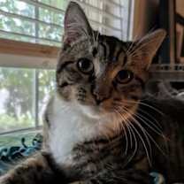 Thumbnail photo of Itzie Bitzie #2