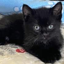 Thumbnail photo of Boomerang #2