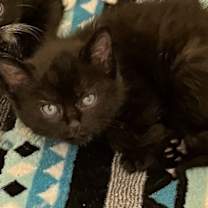 Thumbnail photo of Boomerang #3