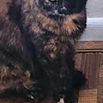 Thumbnail photo of Truffles #1