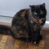 Thumbnail photo of Truffles #2