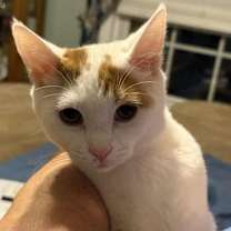 Thumbnail photo of Amaretto #2