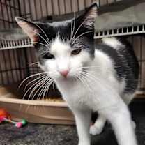 Thumbnail photo of Heartthrob #1