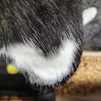 Thumbnail photo of Heartthrob #2