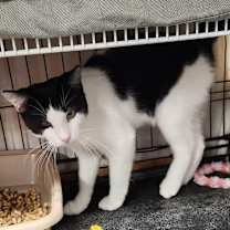 Thumbnail photo of Heartthrob #4