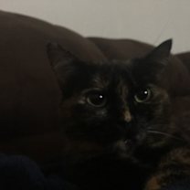 Thumbnail photo of Millie #3