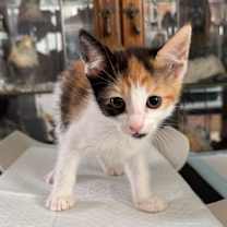 Thumbnail photo of Sakura #1